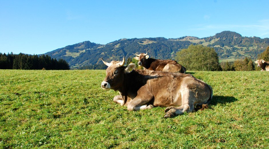 Kühe auf der Weide © Ofterschwang