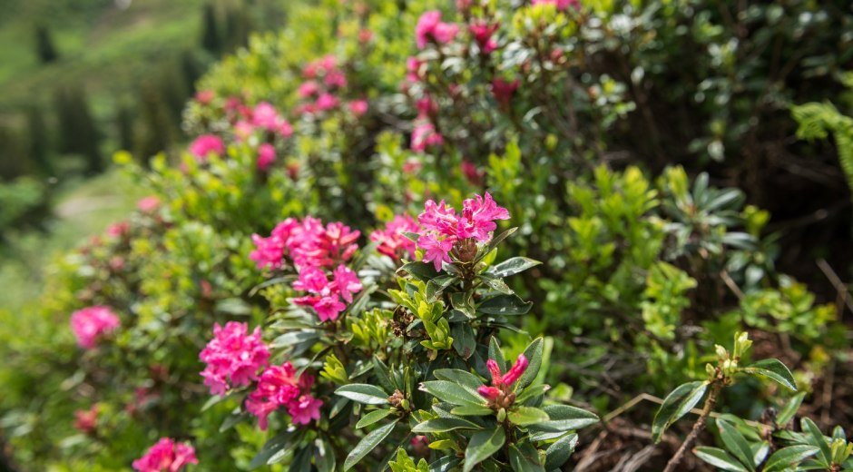 Alpenrosenblüte im Bolgental
