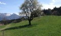 Wiesenweg zurück nach Bolsterlang © Tourismus Hörnerdörfer GmbH