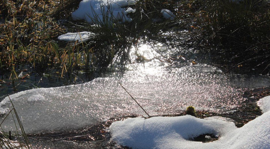 Winterliche Stille im Werdensteiner Moos