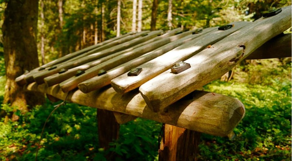 Das Waldxylophon - wie hört sich Holz an?