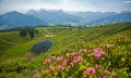 Alpenrosen, Hörnlesee in Wertach im Oberallgäu © Peter Ehme