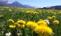 Löwenzahnblüte in Fischen i. Allgäu © Tourismus Hörnerdörfer, MA