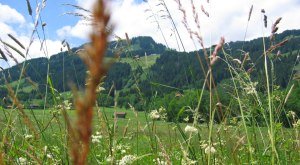Kräuterspaziergang in Bolsterlang im Allgäu © Tourismus Hörnerdörfer, Gästeinformation Bolsterlang
