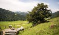 Alte Eibe in Balderschwang im Allgäu © Tourismus Hörnerdörfer GmbH