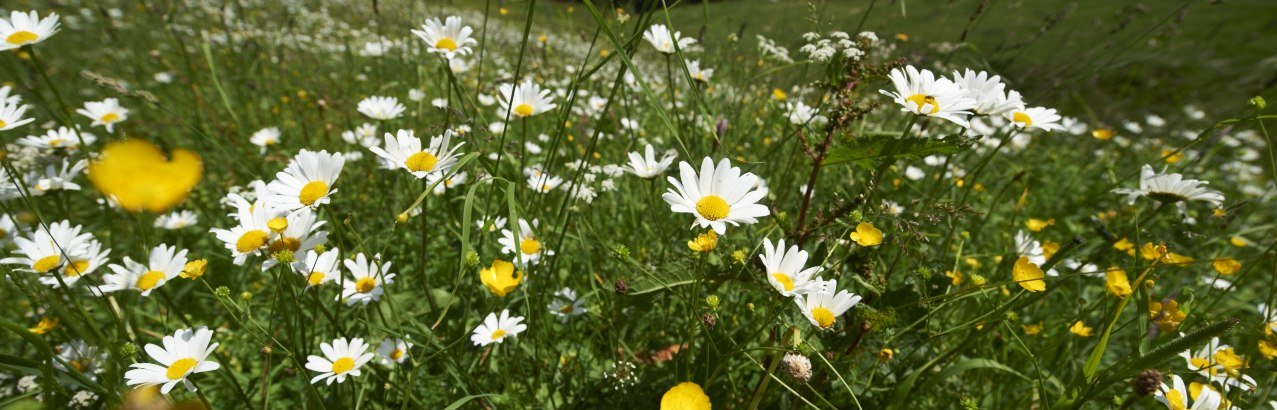 Blumen auf einer Allgäuer Bergwiese