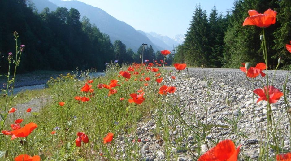 Mohnblüte am Illerdamm bei Fischen im Allgäu © Tourismus Hörnerdörfer, H. Besler
