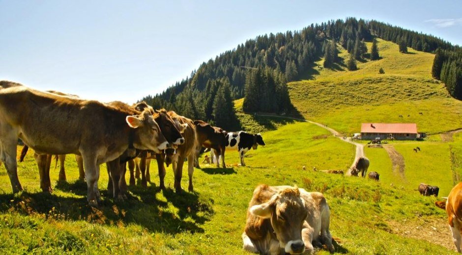 Fahnengehren Alpe mit Sigiswanger Horn