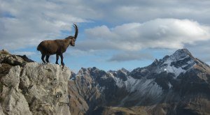 Steinbock Allgäuer Alpen © Stephan Baur_Adobestock