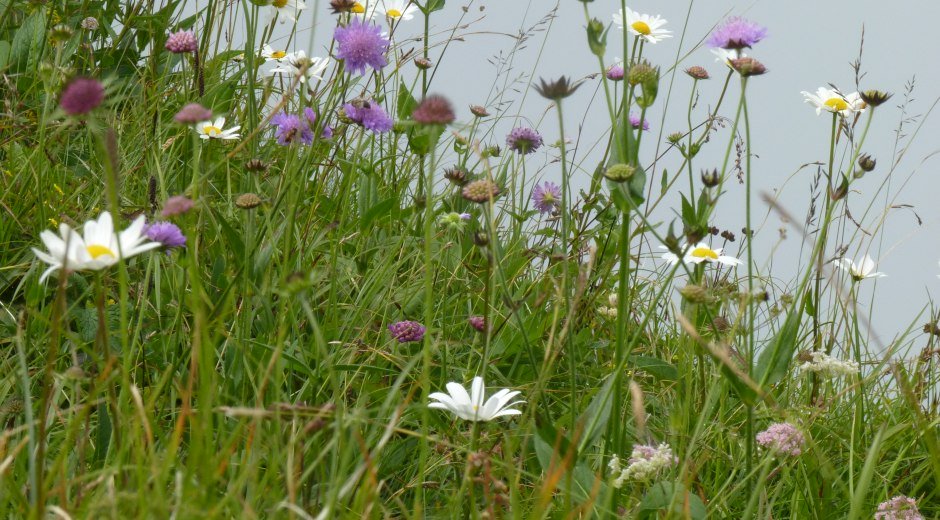 Hübsche Blumenwiese am Hochgrat im Oberallgäu im Allgäu