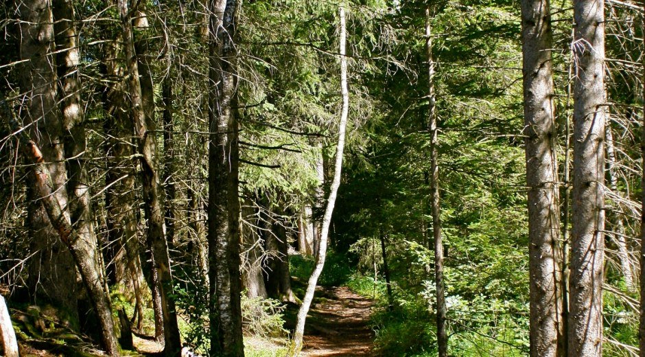 Waldpfad im Tiefenberger Moos © Tourismus Hörnerdörfer, MA