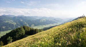 Wildkräuter-Wanderung © Oberstaufen Tourismus, Nico Bogenreuther