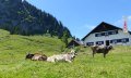 Alpwanderung in Obermaiselstein © Tourismus Hörnerdörfer