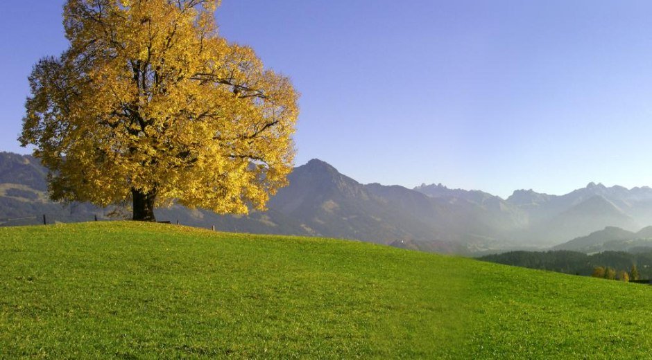 Alte Friedensliende im Herbstlaub auf der Wittelsbacher Höhe bei Ofterschwang. © Tourismus Hörnerdörfer, S. Bruckmeier