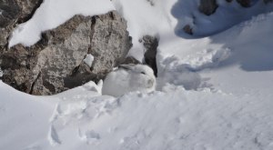 Spurensuche im Schnne © Alpinium, A. Werth