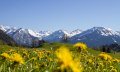 Blick auf die noch mit Schnee bedeckten Alpenkette über eine Löwenzahnwiese im oberallgäuer Frühling © Dominic Ultes