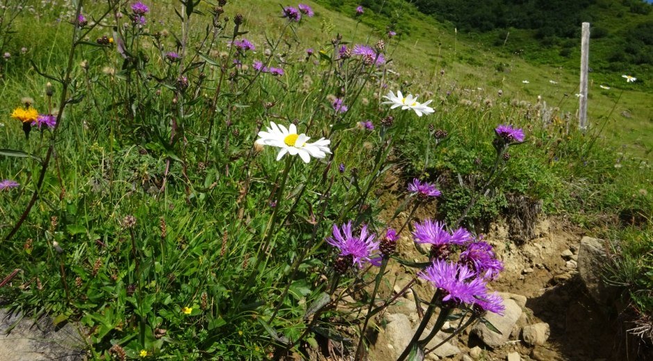 Blumenwiese