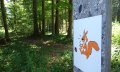 Eichhörnchenwald - Fischen i. Allgäu © Tourismus Hörnerdörfer GmbH