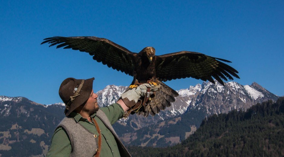 Alpenwildpark in Obermaiselstein - Steinadler © Alpenwildpark