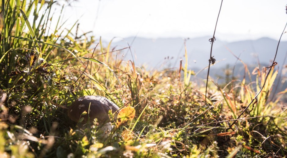 Beim walken genießen wir die Natur. © Tourismus Hörnerdörfer, F. Kjer