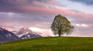 Wittelsbacher Höhe im Abendlicht © Eren Karamann