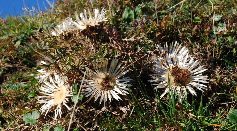 Silberdistel