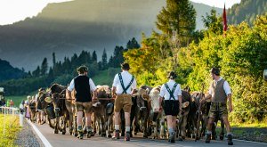 Viehscheid Oberstaufen © Oberstaufen Tourismus, Moritz Sonntag