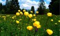 Herrliche Bergwiesen - die Trollblume steht unter Naturschutz