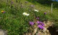 Blumenwiese auf der Wannenkopf-Tour © Tourismus Hörnerdörfer, S. Salzberger