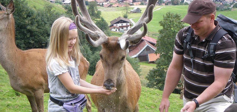 Die Erlebnisfütterung der Wildtiere und eine kl... © Alpenwildpark