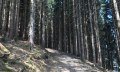 Ein kurzes Waldstück mit gut präpariertem Weg