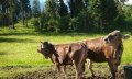 Stets willkommene "Zaungäste" am Wegesrand © Tourismus Hörnerdörfer