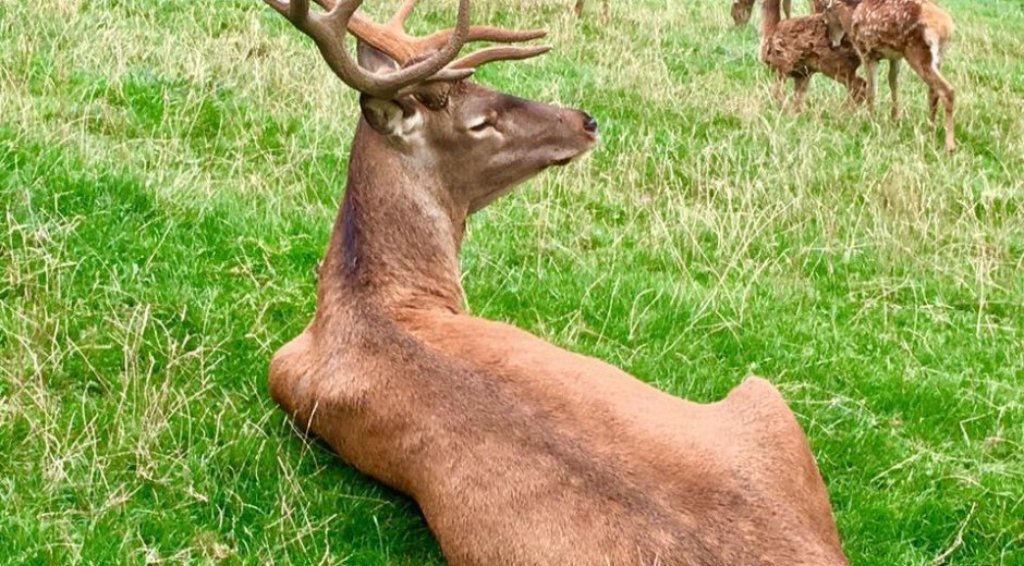 Wildgehege in Balderschwang im Allgäu © Torghele's Hotelerei