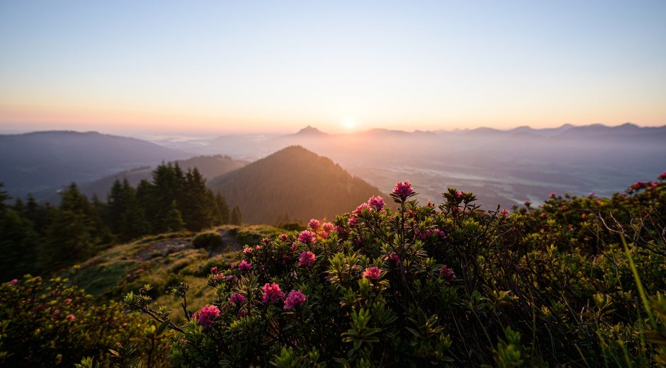 Die Alpenrosenblüte am Rangiswanger Horn in den Allgäuer Hörnerdörfern ist immer ein besonderes Erlebnis © Tourismus Hörnerdörfer, F. Kjer