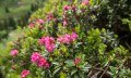 Alpenrosenblüte im Bolgental © Tourismus Hörnerdörfer, F. Kjer
