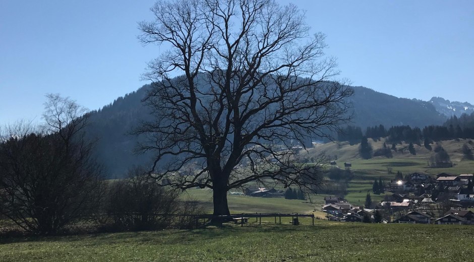 Spöckwiese Obermaiselstein © Tourismus Hörnerdörfer, L. Renn