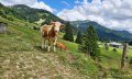 Mastrind © Ferienhof Alpe Berg - Balderschwang