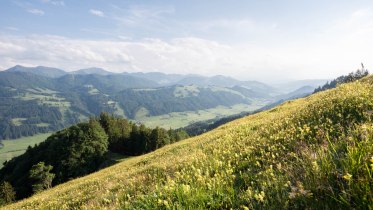 Wildkräuter-Wanderung © Oberstaufen Tourismus, Nico Bogenreuther