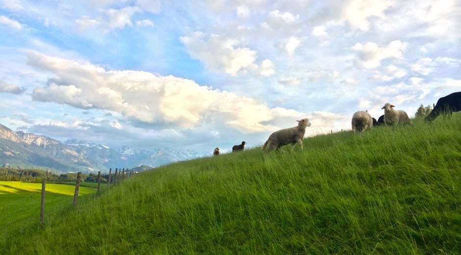 Schafe auf der Wiese bei Schweineberg