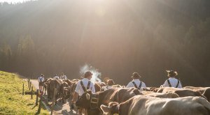 Viehzug in Richtung Tal © Tourismus Hörnerdörfer