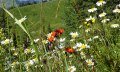 Bild3_Alpweide © Naturpark Nagelfluhkette