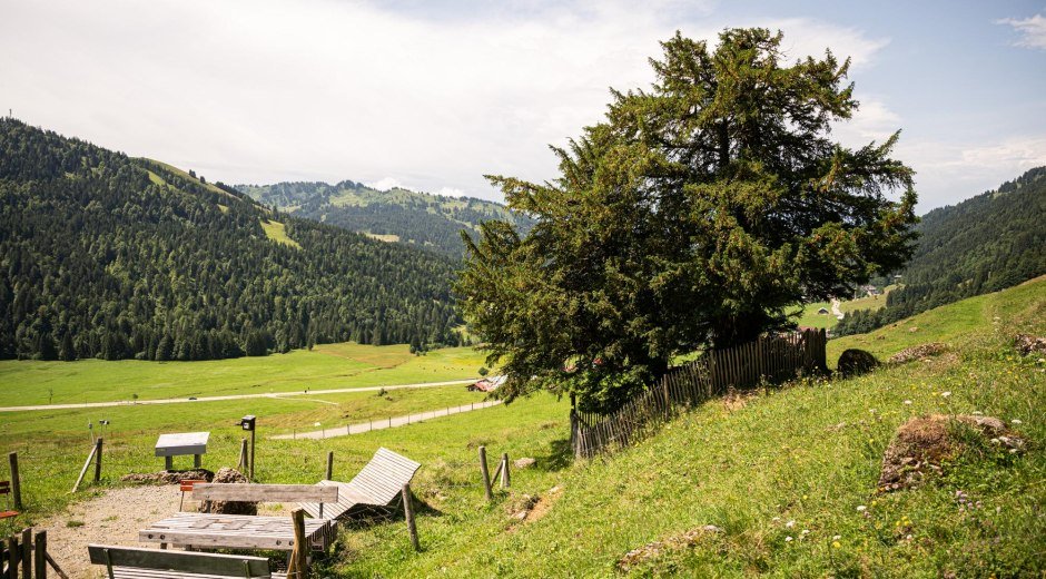 Alte Eibe in Balderschwang im Allgäu © Tourismus Hörnerdörfer GmbH