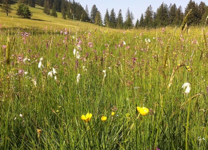 Blumenwiese am Ofterschwanger Horn © Tourismus Hörnerdörfer, MA