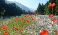 Mohnblüte am Illerdamm bei Fischen im Allgäu © Tourismus Hörnerdörfer, H. Besler