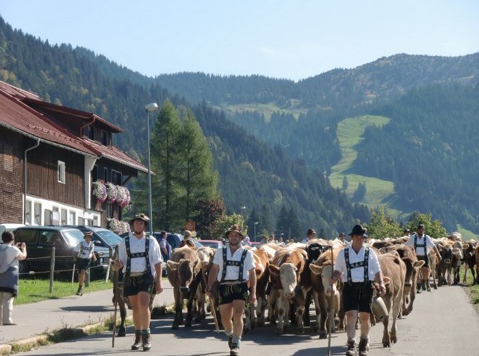 Viehscheid in Balderschwang © Tourismus Hörnerdörfer