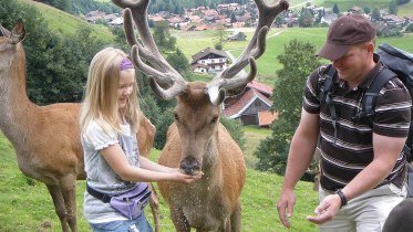 Die Erlebnisfütterung der Wildtiere und eine kl... © Alpenwildpark