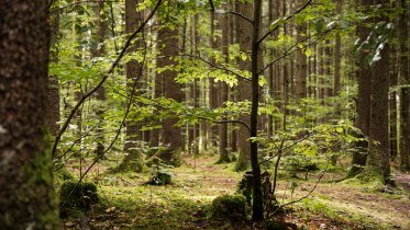Meditative Naturwanderung © Tourismus Hörnerdörfer, F. Kjer