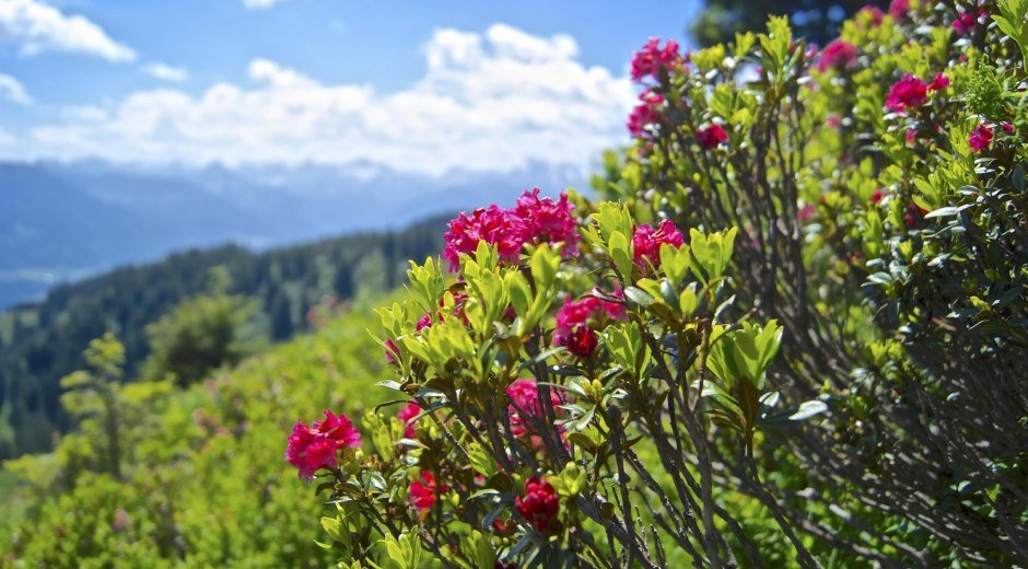 Alpenrosenblüte am Rangiswanger Horn © Tourismus Hörnerdörfer
