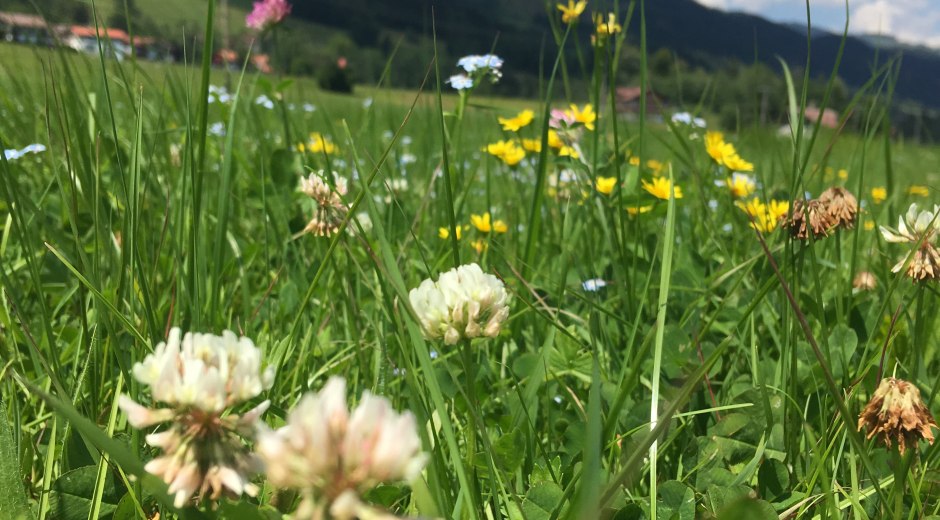 Blumenwiese © Tourismus Hörnerdörfer GmbH