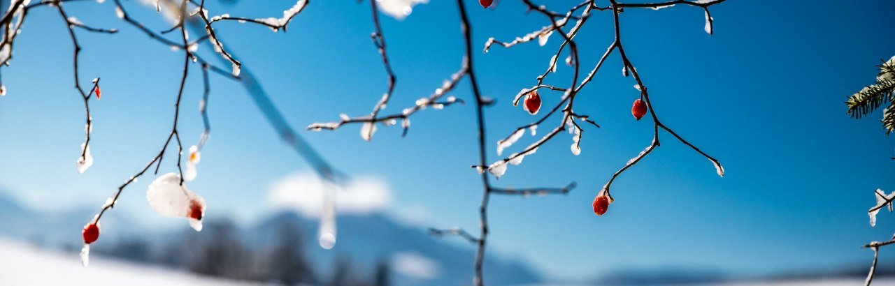 Zweig Winter © Allgäu GmbH